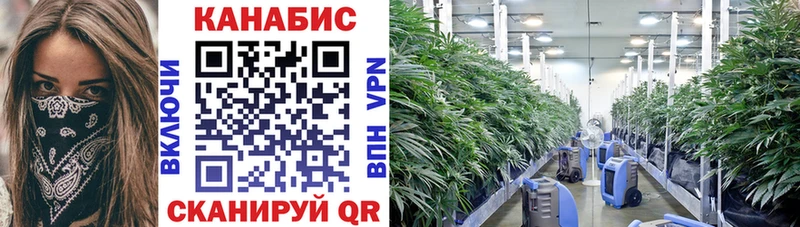 продажа наркотиков  Сенгилей  Марихуана SATIVA & INDICA 